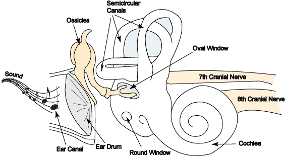 on the cochlea 

entry for sound E

energy from the “stirrup” hitting it