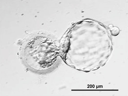 <p>At day 5, the blastocyst enzymatically bores its way through the zona pellucida.</p>