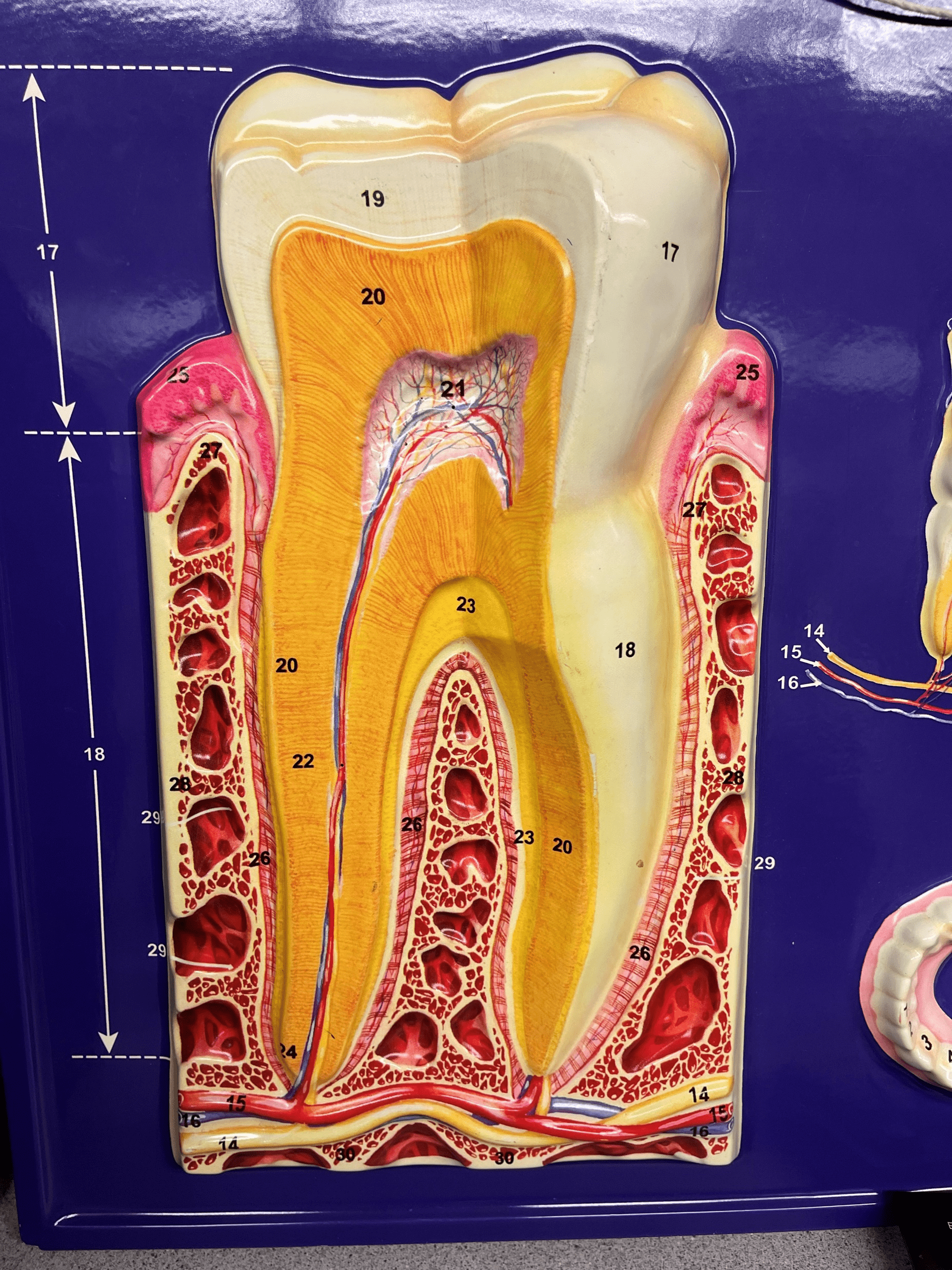 • Provides mechanical digestion by breaking up food particles in the mouth.

• Composed of a crown and the root.