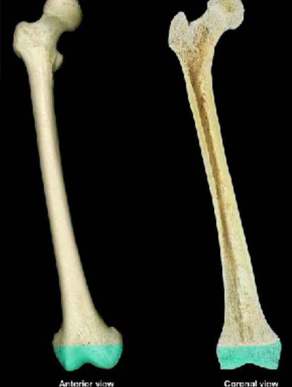 <p>What is this bone structure?</p>