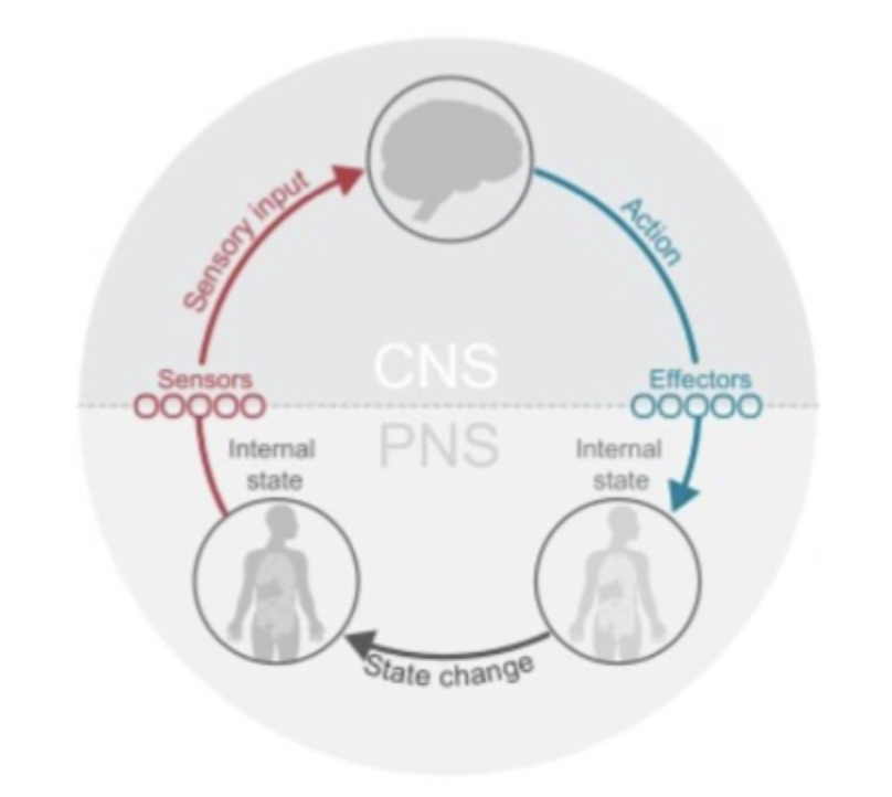 <ul><li><p>interoceptive states are dynamically constructed in the brain using information from sensory predictions and regulatory actions (afferents and efferents)</p></li></ul><p></p>