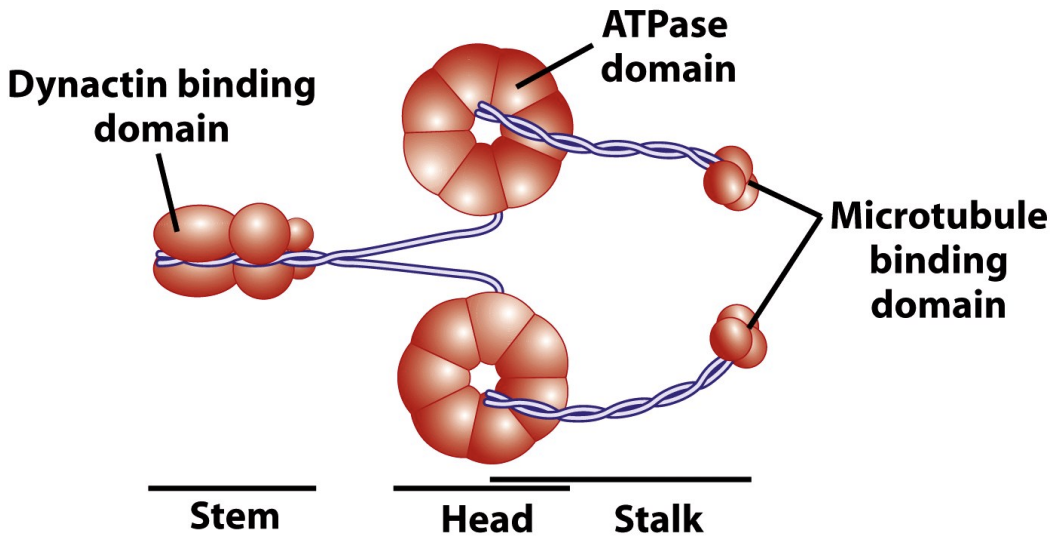 * have conserved motor domains
  * Dyneins are mechanochemical enzymes that couple the energy from ATP hydrolysis to (–) end directed movement along MTs. Dyneins are huge (greater than 1,000 kDa) motor molecules composed of 2-3 heavy chains (about 450 kDa each) complexed with a poorly characterized number of intermediate and light chains. 
  * Microtubule binding domain binds to microtubule
  * ATPase domain binds to ATP causing conformational changes
  * Dynactin binding domain binds to cargo

There are two major types of dynein: Cytoplasmic Dynein (below) is the most common form important for many cellular functions. The closely-related Ciliary/Flagellar Dynein is involved in ciliary and flagellar motility (more later).

\
* Dynein has a power stroke too