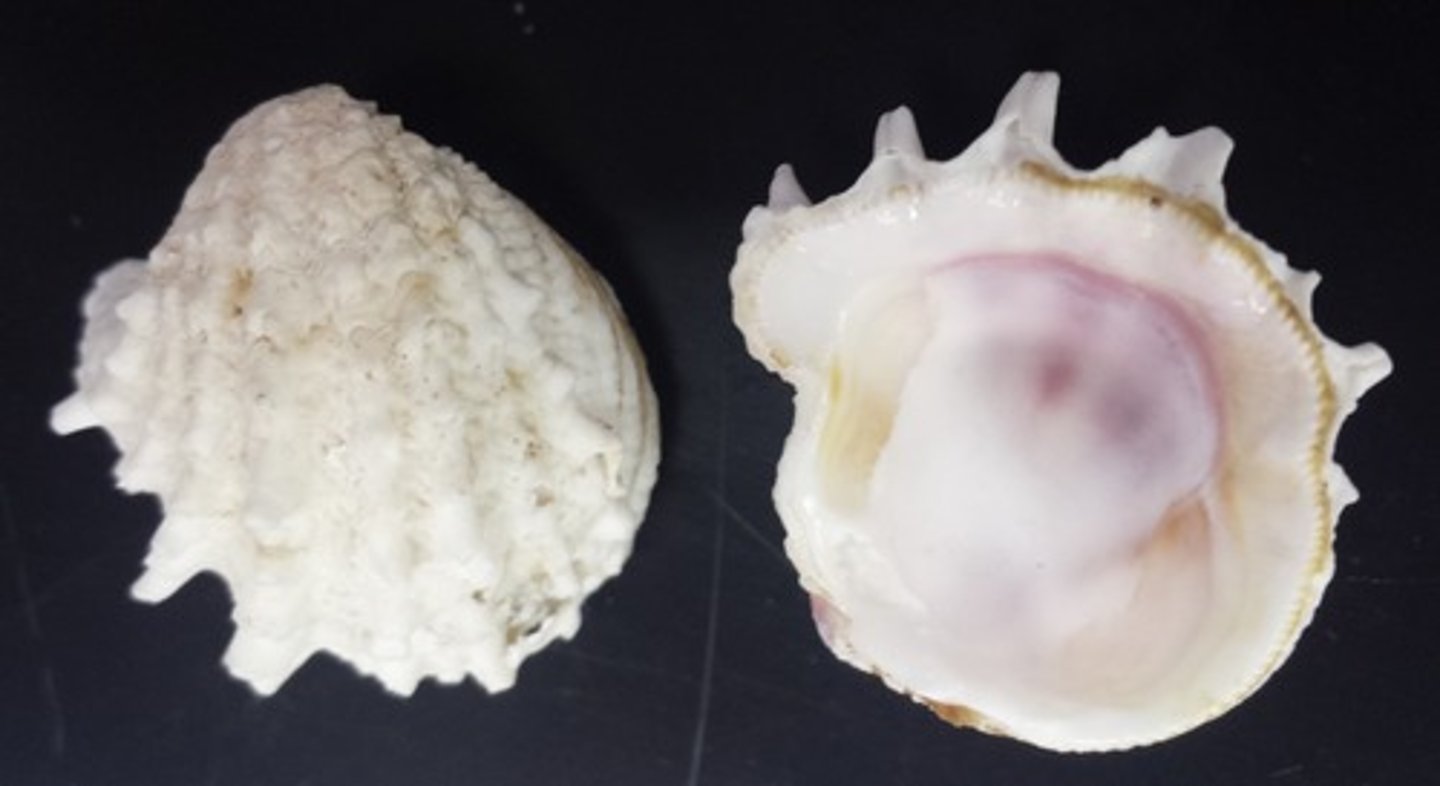 <p>Jewel box clams</p>