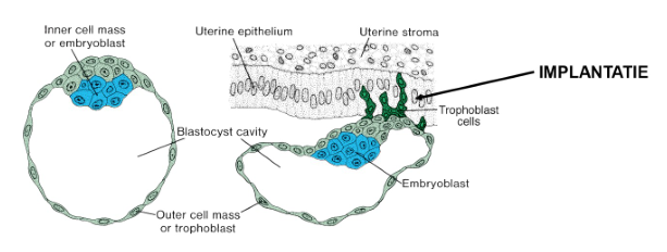 <ul><li><p>blastocyst-blastula</p><ul><li><p>5e dag: oplossen van zona pellucida = hatching</p></li><li><p>6-7e dag: implantatie</p></li></ul></li></ul><p></p>