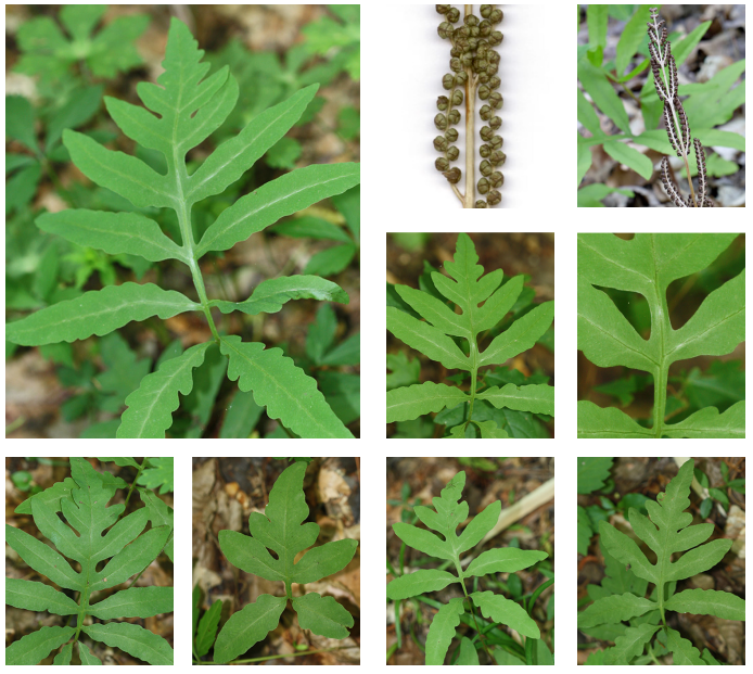 <p>Sensitive fern</p>