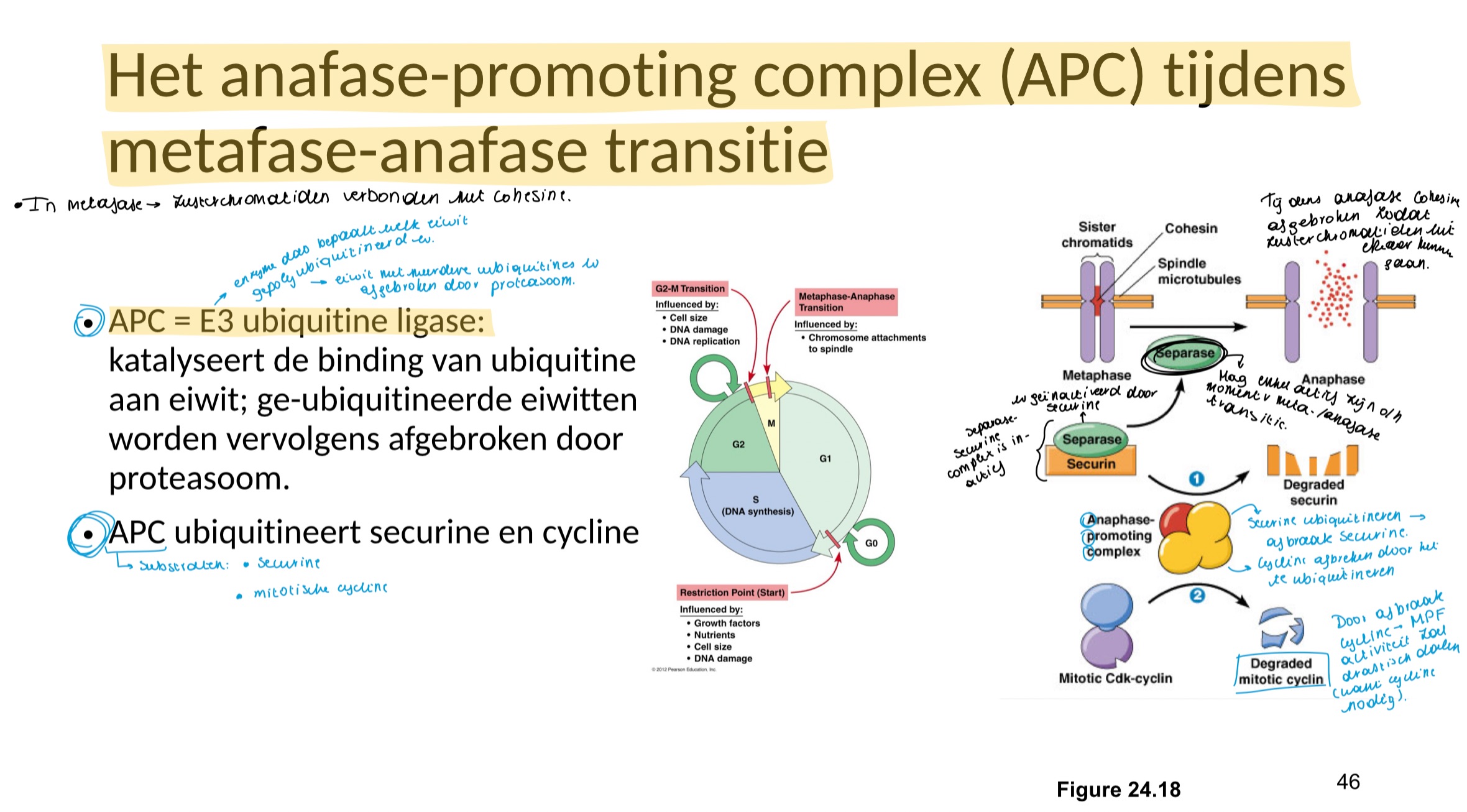<p>securine en mitotisch cycline</p>