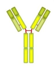 <p>Which immunoglobulin is this?</p>