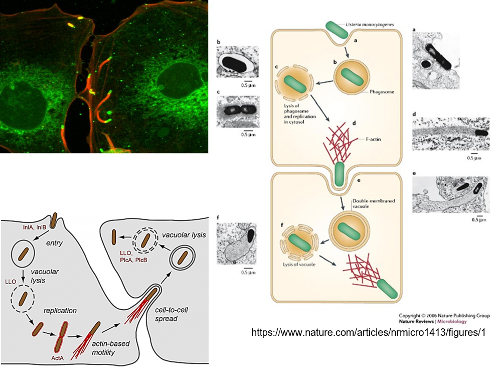 <p>It uses special proteins, <strong>Internalins A and B,</strong> to help it get inside immune cells called macrophages.</p>