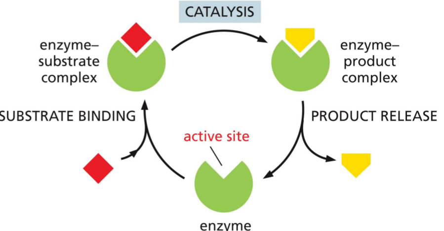 <ul><li><p>Enzymes (catalysts) do not change during reaction.</p></li><li><p>Enzymes bring down the energy barrier</p></li><li><p>Enzyme (it’s a protein) has an active site. The active site is a specific organization of amino acid into a 3D shape, such that substrate can fit into the pocket</p></li><li><p>The substrate fits very tightly and formed enzyme substrate complex</p></li><li><p>Carry out catalysis</p></li><li><p>Now have enzyme product complex.</p></li><li><p>Product get released and enzyme has an empty active site again</p></li><li><p>Enzyme doesn’t get used just recycled</p></li><li><p>This cycle continues until protein gets degraded</p></li></ul><p></p>