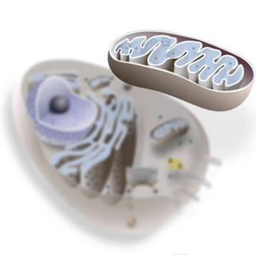 <p>double membrane-bound</p>