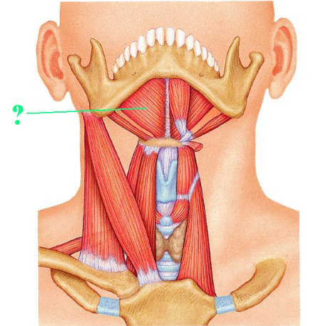 <p><span>Identify the indicated muscle.</span></p>