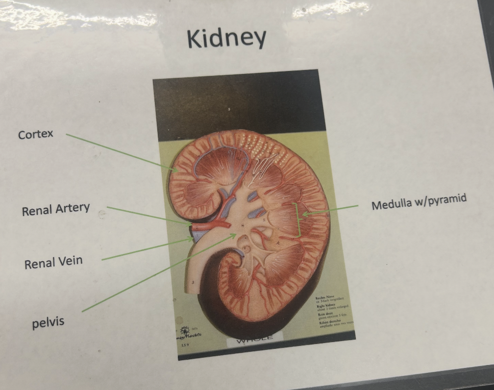 <p>Kidney</p>
