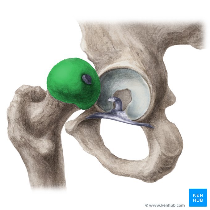 <p>What feature of the femur is this?</p>