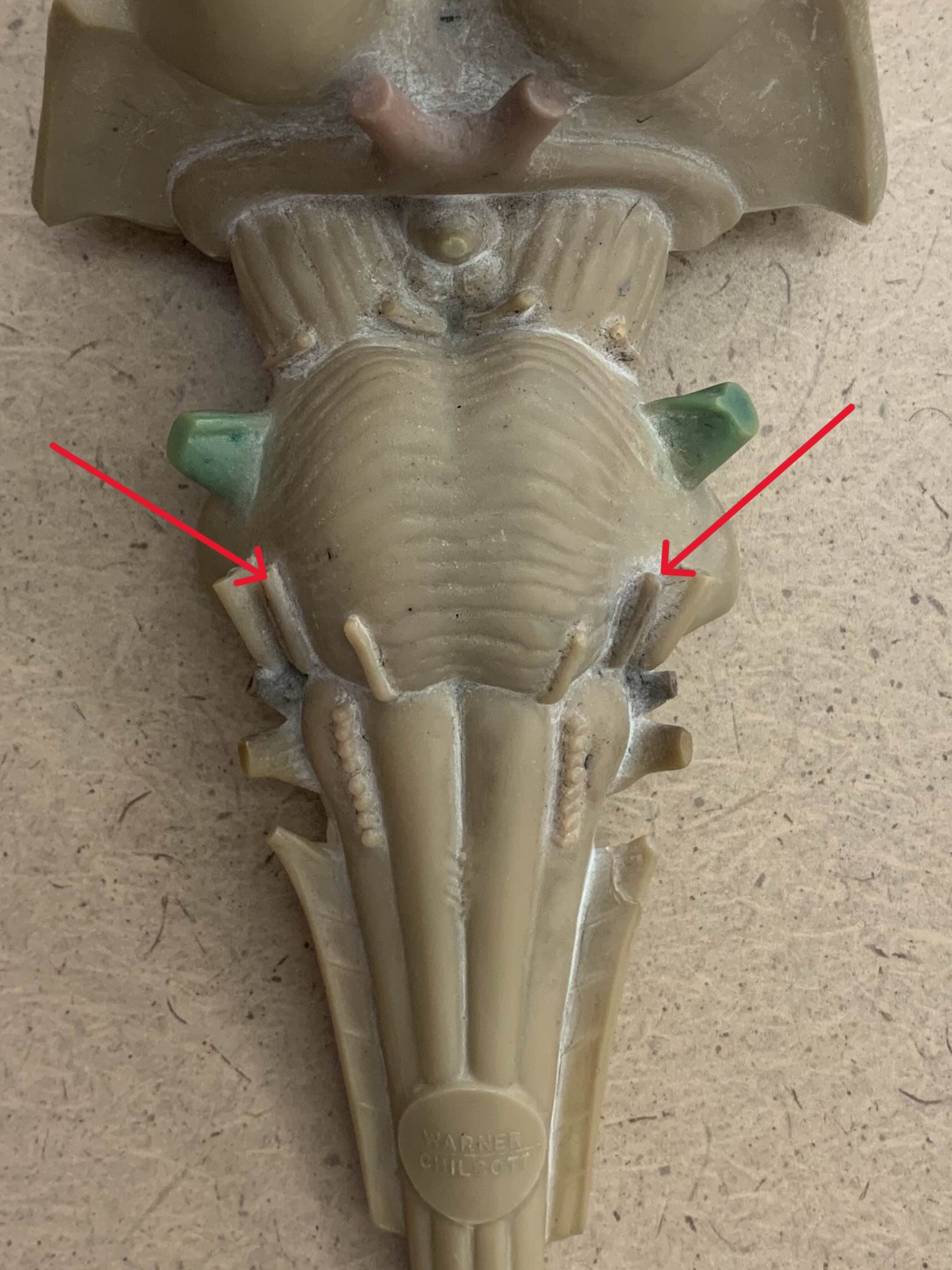 <p>Which nerve of the brain is:</p><ul><li><p>Exits through stylomastoid foramen</p></li><li><p>Lateral to abducens</p></li><li><p>Medial to vestibulocochlear </p></li></ul><p></p>