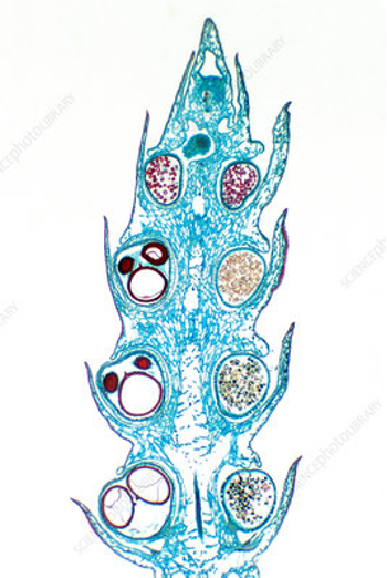 <p>Identify </p>