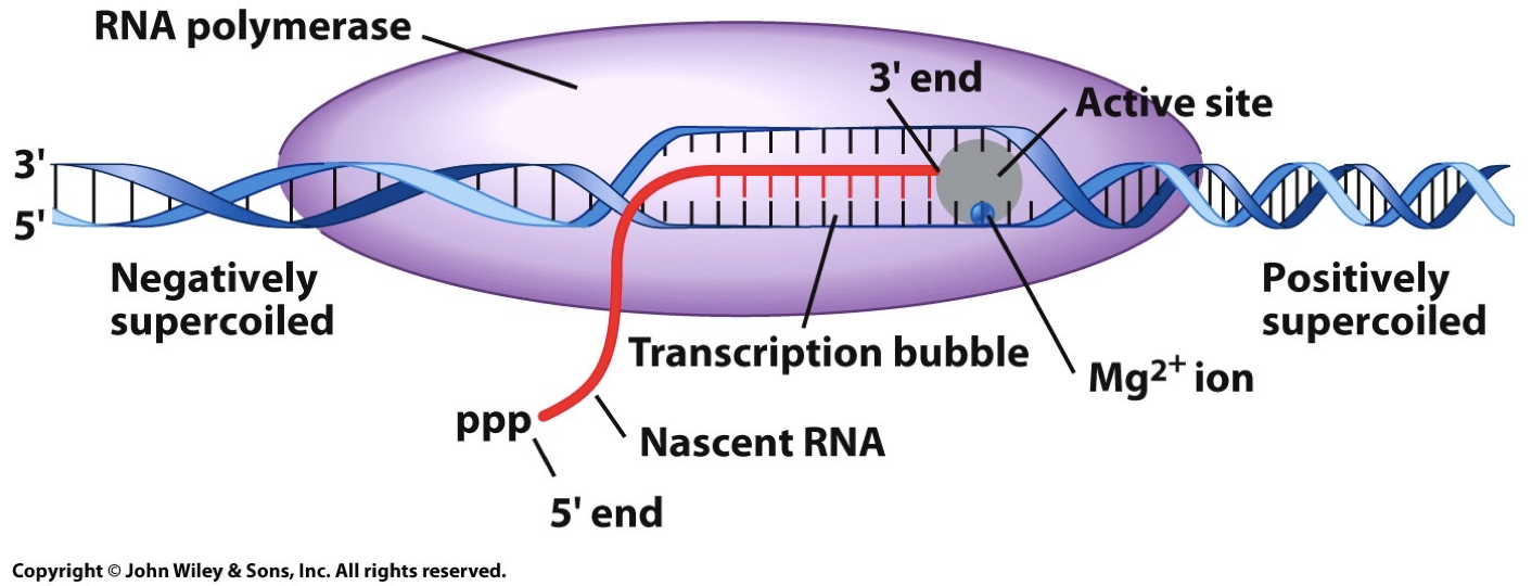 The confirmation of RNA polymerase requires an active site to unwind a small section. Double stranded DNA in one channel, and RNA coming out of a separate channel.