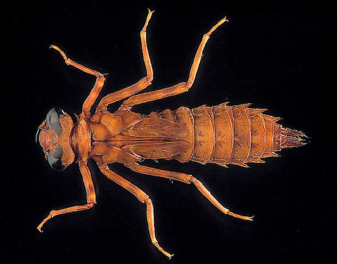 <p>Nymph (class 2)</p>