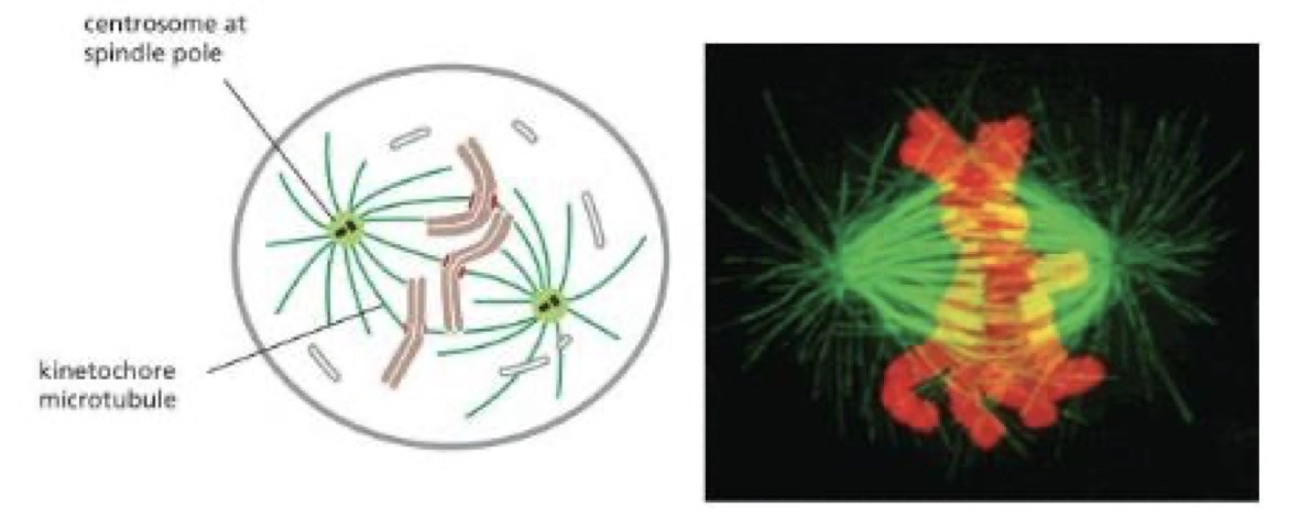 <p>Mitotic spindle is fully formed. Chromosomes midway between the spindle poles</p>