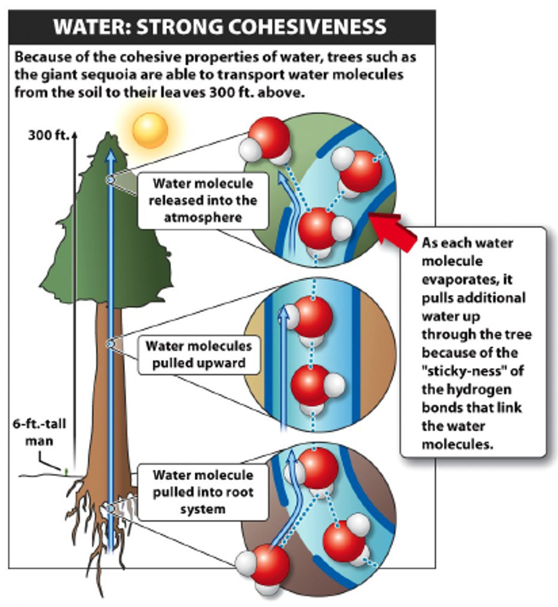 <p>The process where plants absorb water through the roots and then give off water vapor through pores in their leaves</p>