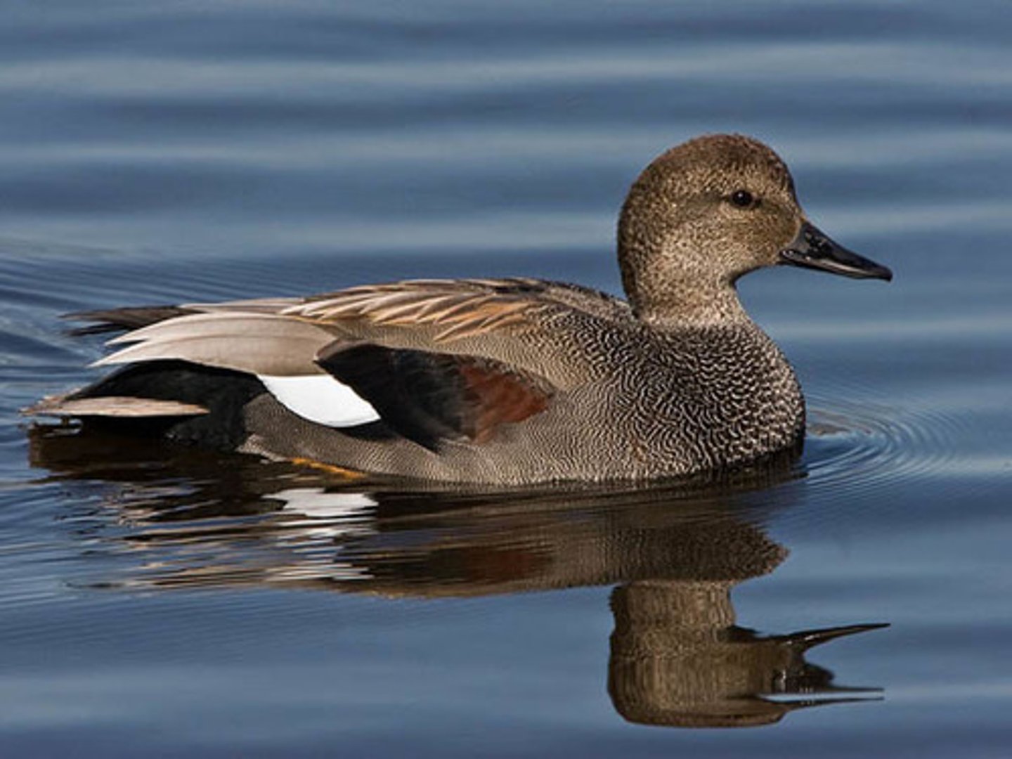 <ul><li><p><span style="background-color: transparent;">gray duck,&nbsp;</span></p></li></ul><p></p>