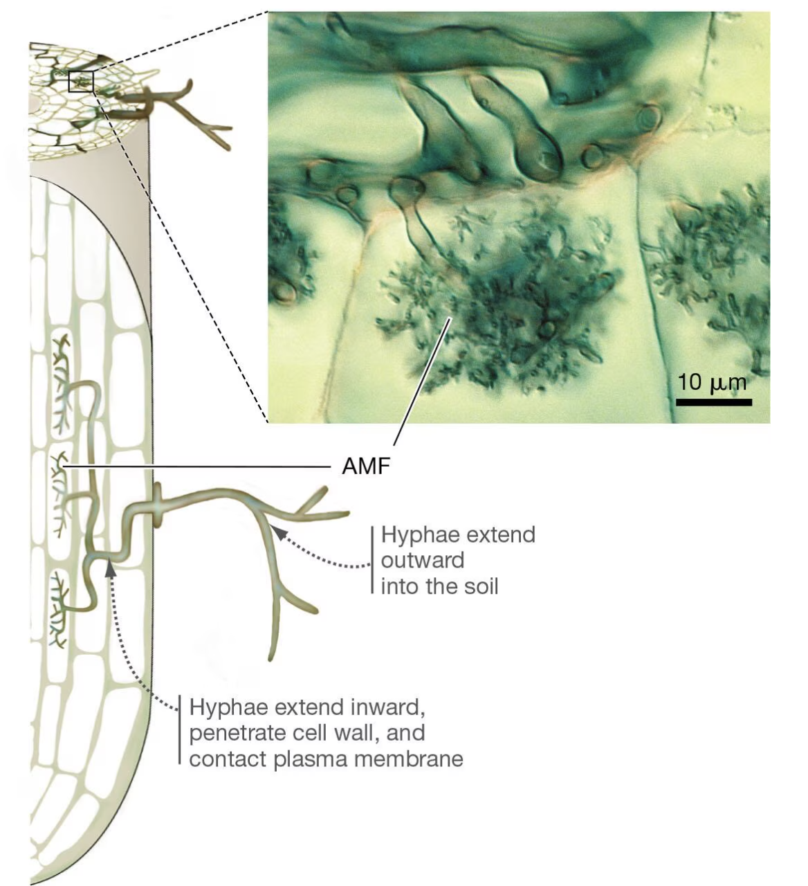 <p>AMF arbuscular mycorrhizal fungi</p>