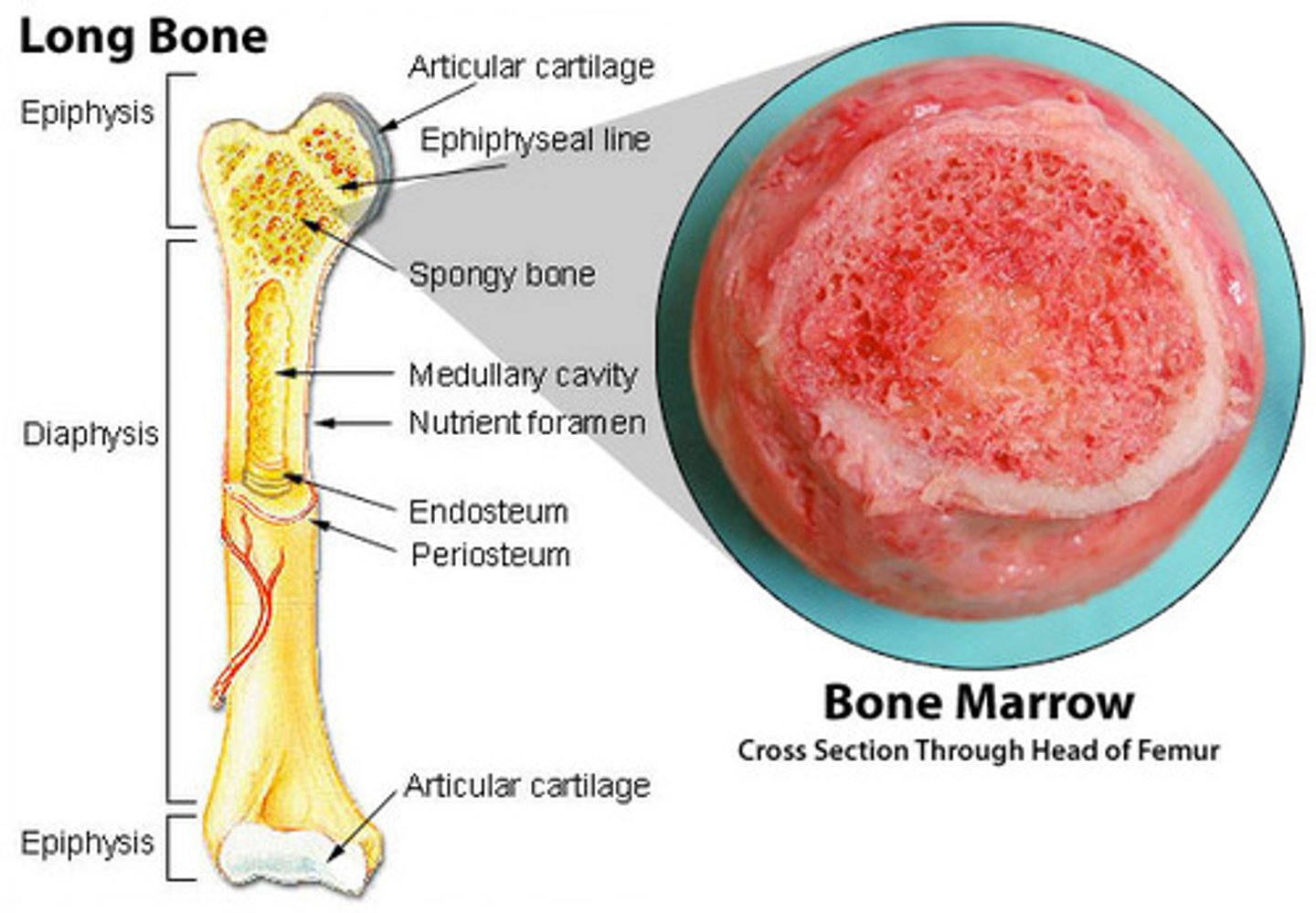 <p>in the spongy bone of flat bones (skull, ribs, sternum, pelvis) and the proximal epiphyses of long bones</p>
