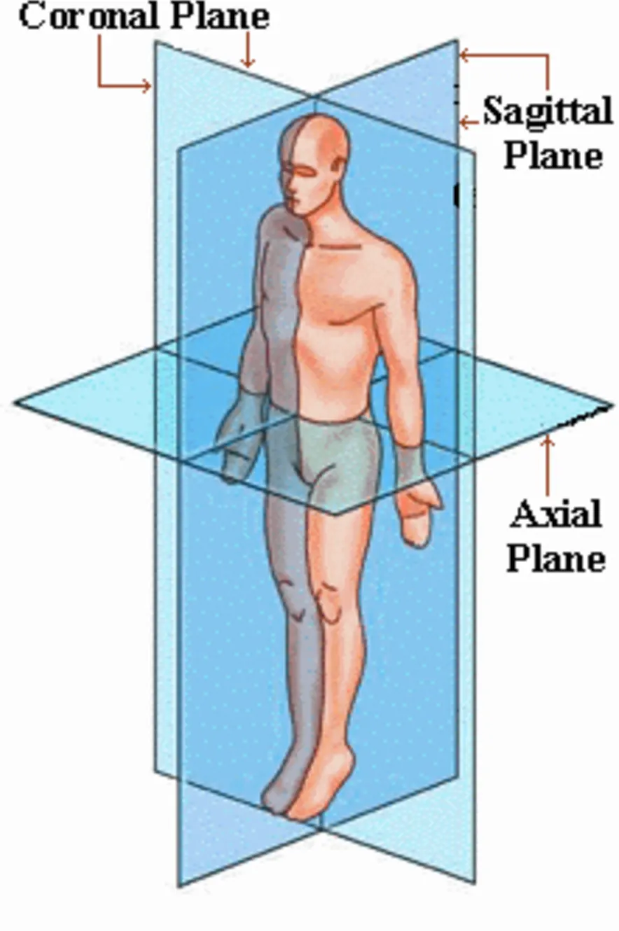 <p>A horizontal cut perpendicular to the midline</p>