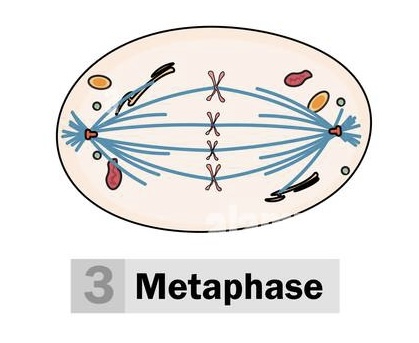 <p>Metaphase (2)</p>