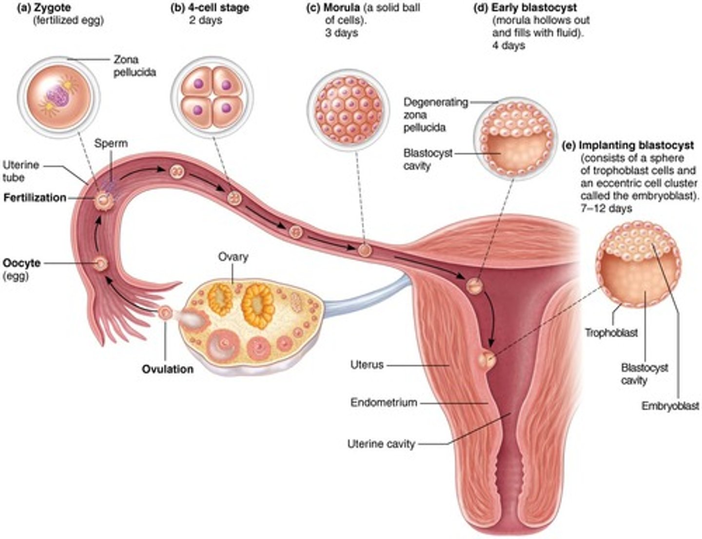 <p>Male and female pronuclei are in the process of fusing - about 24 hours - in fallopian tube.</p>