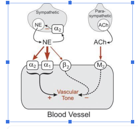 <p>Symatpehtic nerves&nbsp;</p><ul><li><p>have a2 receptors&nbsp; (responds to A2)</p></li><li><p>relesase NE</p></li><li><p></p></li></ul><p></p><p>Parasympathetic nervse</p><ul><li><p>releases ACH</p></li><li><p>no receptors on it</p></li></ul><p></p><p>note there is no interaction iwthsympathetic nerves because there are barey any parasympathetic nvers in the blood vessles</p><p>NE</p><ul><li><p>responds to a2, a1 (primary) and b2 receptors</p></li></ul><p></p><p>ACH respponds to m2 (minimally becuase there is baly any symatheir c nerves in the vvasculatore</p><p></p>