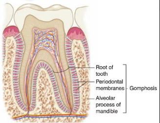 <p><span>Fibroblasts in periodontal ligaments play an essential role in responses to mechanical force by remodeling and replacing damaged matrix components.</span></p><ul><li><p>A specific joint that anchors the tooth to its socket </p></li></ul><p></p>