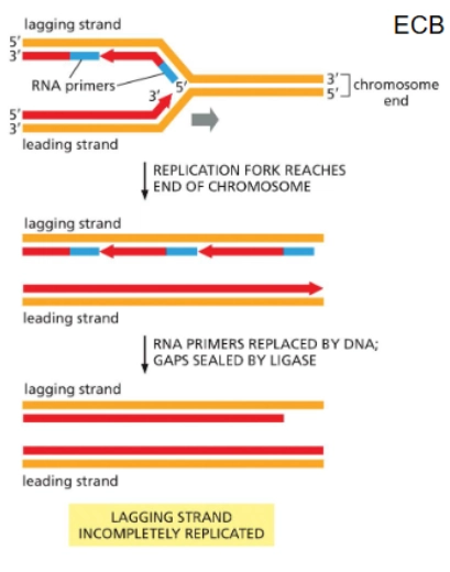 <p>The lagging strand would miss information (if not for the solution that exists) because primase isn’t good at putting a primer at the very end, and once the 3’-most primer gets removed there’s no 5’ end to add onto—missing DNA!</p>