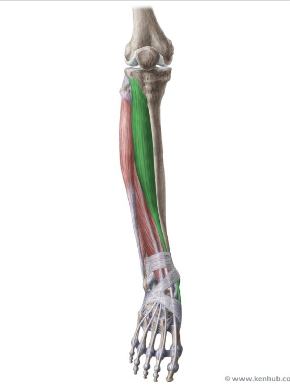 knowt flashcard image