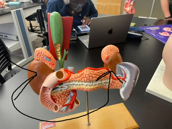 <p>bean shaped organs in the back of the abdomen, under adrenal glands</p>