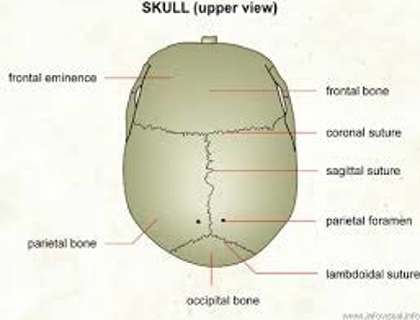 <p>Fused bones, immovable</p>