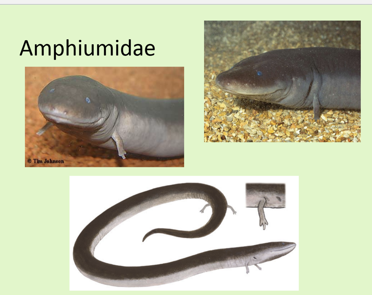 <ul><li><p><span>eel-like</span></p></li><li><p><span> incomplete metamorphosis</span></p></li><li><p><span> lack eyelids</span></p></li><li><p><span> adults do not have external gills (but</span><br><span>retain one pair of gill slits)</span></p></li><li><p><span>four tiny legs with a reduced number of digits</span></p></li></ul><p></p>