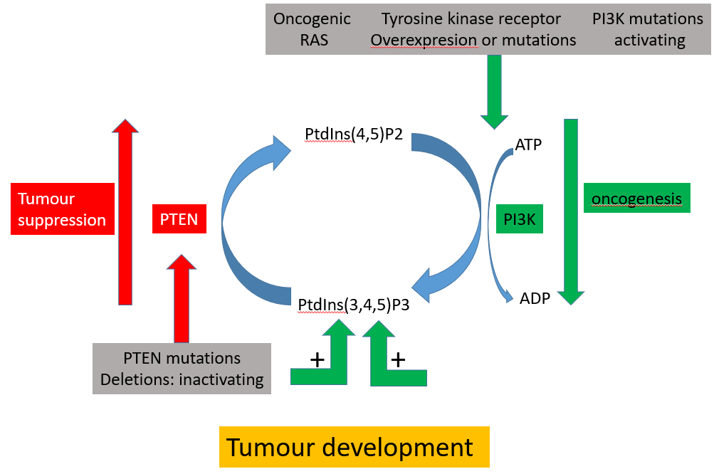<ul><li><p>highly deregulated </p></li><li><p>PI3K mutated </p></li><li><p>the mutation/overexpression of tyrosine kinase drives more PI3K </p></li><li><p>PTEN is deactivated </p></li></ul><p></p>