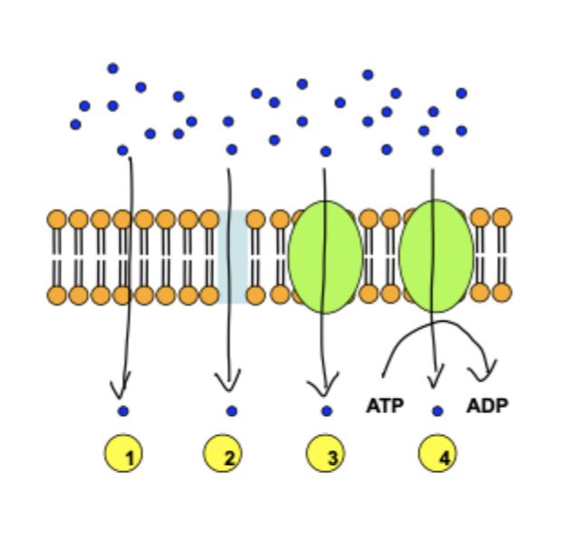 <ul><li><p>passive diffusion </p></li><li><p>aqueous pore</p></li><li><p>facilitated diffusion </p></li><li><p>active transport </p></li></ul><p></p>