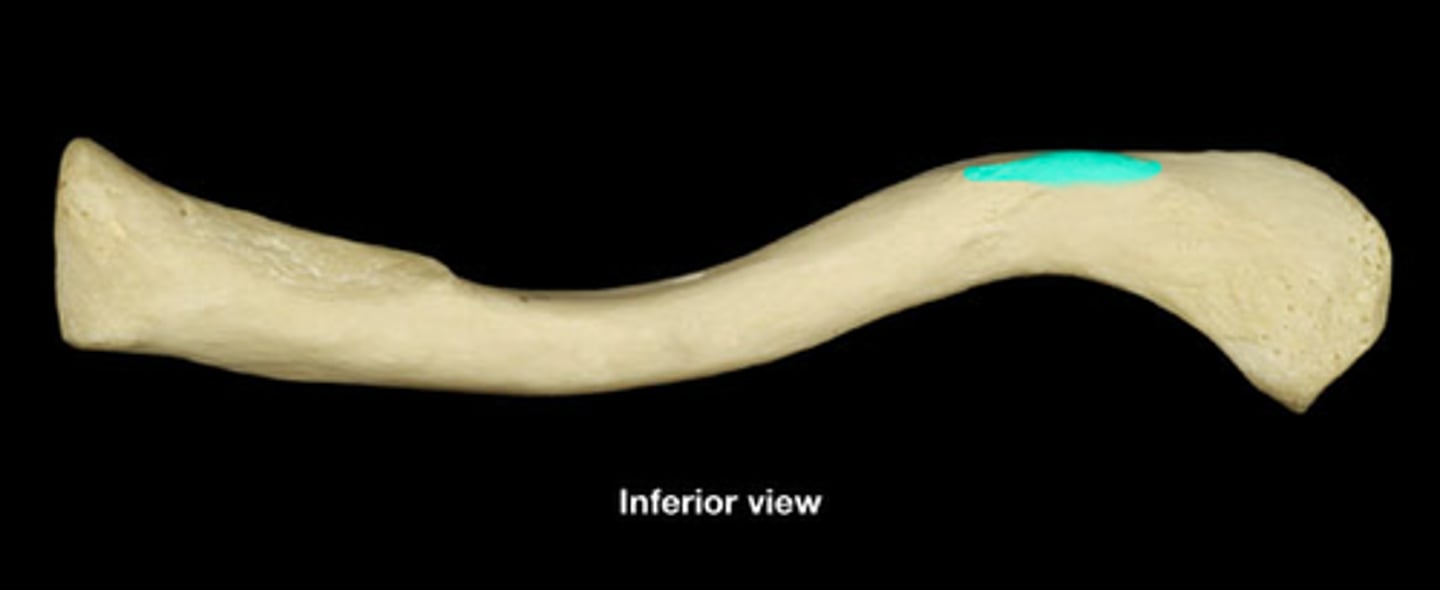 <p>Bump on clavicle for ligament attachment.</p>