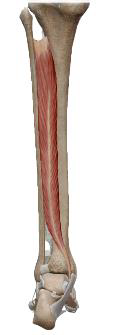 <p>Tibial Postérieur</p>