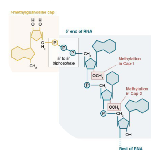 <p>cap-0 refers to the 7-methyG cap attached via a phosphodiester linkage to the first nucleotide. The first and/or second nucleotide may be methylated on the 2’ hydroxyl as well (cap-1, cap-2 respectively)</p>