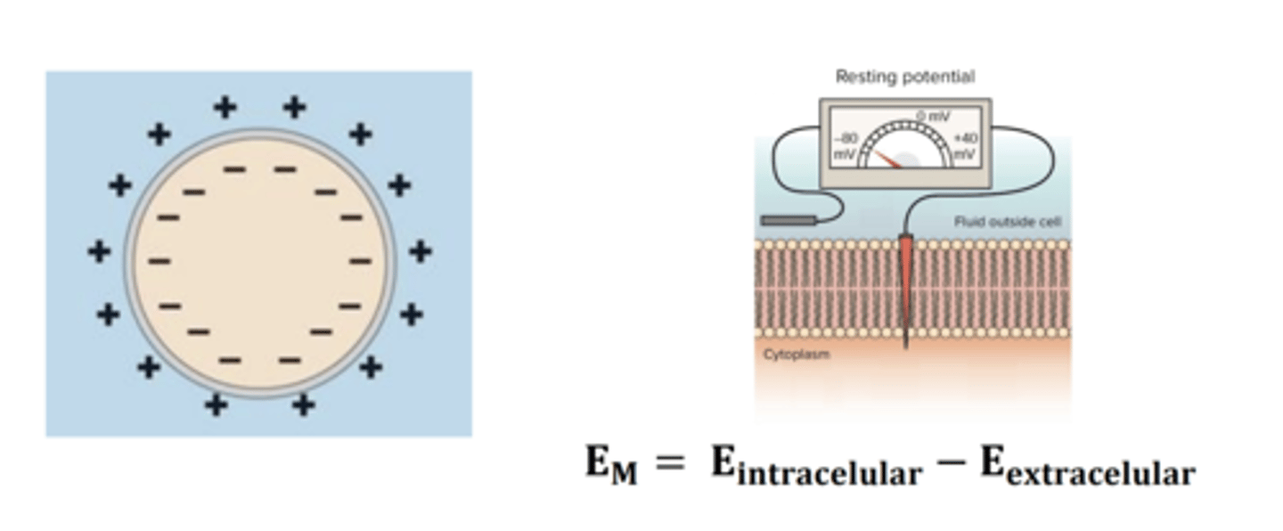<p>Todas as células do organismo geram dipolos elétricos – estão eletricamente polarizadas, independentemente da sua atividade</p><p>O potencial de membrana é sempre negativo quando uma célula está em repouso</p>