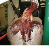 <p><span>Hemorrhagic Bowel Syndrome</span></p>