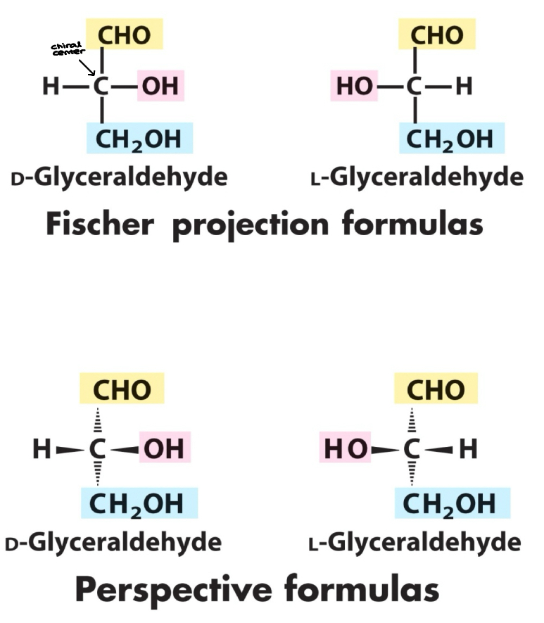 <ul><li><p>Fischer projection: a two dimensional representation for showing the configuration of tetrahedral stereocenters&nbsp;</p></li></ul><p>D &amp; L&nbsp;</p><ul><li><p>According to the conventions proposed by Fischer&nbsp;(Bottom -OH is…)</p><ul><li><p><strong>D-monosaccharide</strong>: a monosaccharide that, when written as a Fischer projection, <strong>has the -OH the right of the chiral carbon&nbsp;</strong></p></li><li><p><strong>L-monosaccharide</strong>: a monosaccharide that, when written as a Fischer projection, <strong>has the -OH on the left of the chiral carbon</strong>&nbsp;</p></li></ul></li></ul><p></p>