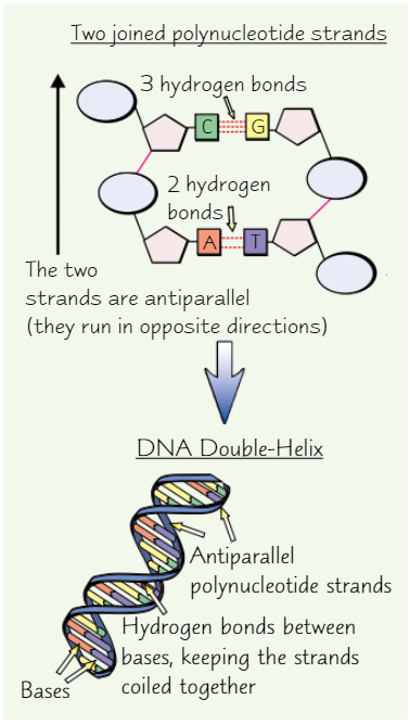 <ul><li><p><strong>Two DNA </strong>polynucleotide strands join by <strong>H bonding </strong>between bases</p></li><li><p>Bases join with <strong>complementary base pairing</strong></p><ul><li><p>→ always <strong>equal amounts</strong> A + T and <strong>equal amounts </strong>C + G in DNA </p></li></ul></li><li><p>Two <strong>antiparallel </strong>(opposite directions) polynucleotide strands <strong>twist </strong>to form DNA <strong>double-helix</strong></p></li></ul><p></p>