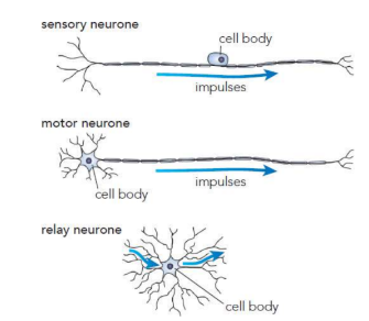 <p>sensory neurons - carry electrical impulses from sense organs to the CNS</p><p>relay neurons - connect both sensory and motor neurones</p><p>motor neurons - carry electrical impulses from the CNS to either muscles or glands (effectors)</p>