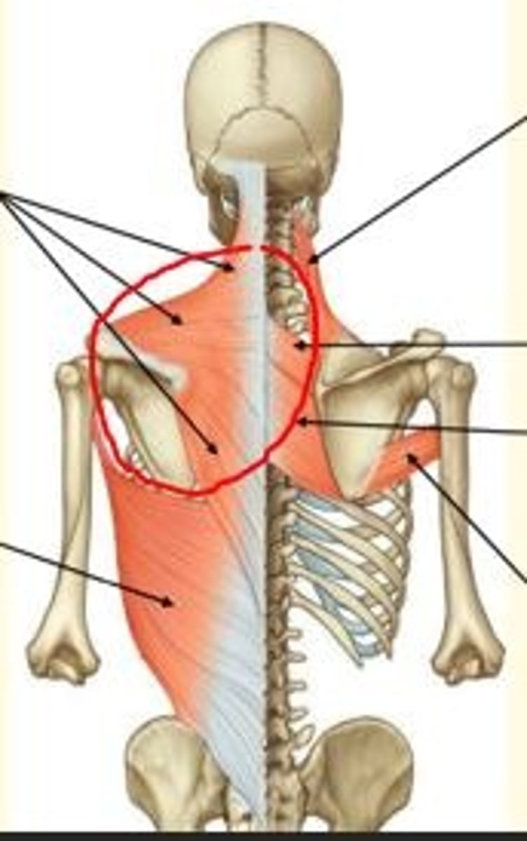 <p>Trapezius</p><p>- Elevates, retracts & depresses scapula</p><p>- Innervated by accessory nerve (CN XI)</p>
