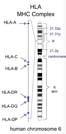 <ul><li><p><strong>Highly polymorphic</strong>—no two individuals share identical MHC alleles.</p></li><li><p><strong>Co-dominant expression</strong>—both maternal and paternal alleles are expressed.</p><img src="https://knowt-user-attachments.s3.amazonaws.com/899f720f-17ec-43e9-ac02-b66603ef0ac9.png" data-width="100%" data-align="center"></li><li><p><strong>Leads to high likelihood of mismatches </strong>between donor and recipient.</p></li></ul><p></p>