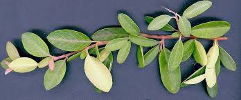 <p><span>Evergreen shrub with glossy green leaves, white spring flowers, and bright red or orange berries. Used for hedges and ornamental purposes.</span></p>