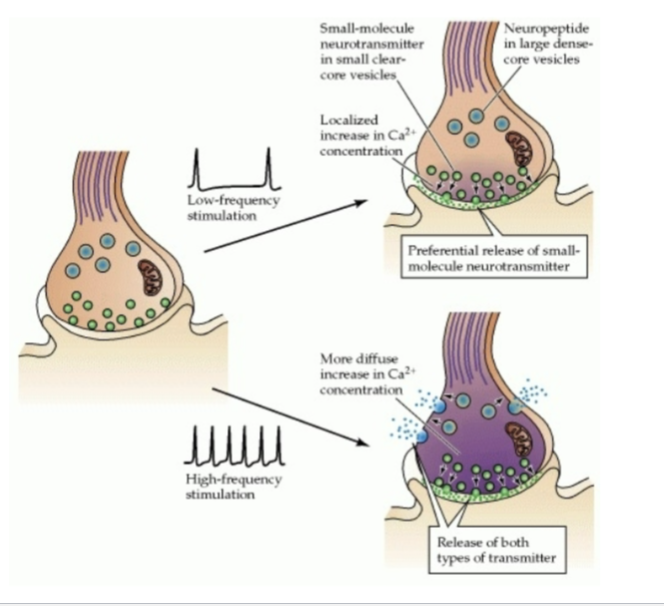 when more than one transmitter is present in a nerve terminal

there is increasing evidence that many neurons actually release more than one type of NT